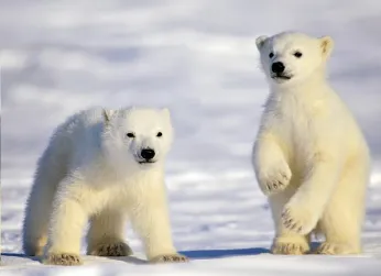 Polar Bear Mother & Newborn Cubs Safari Polar Bear Mother & Newborn Cubs Safari